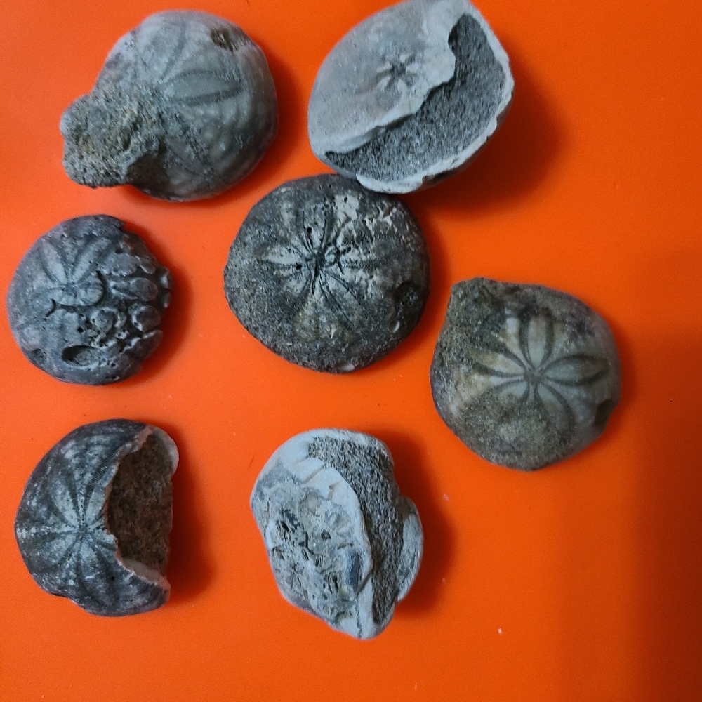 Sea Biscuit Fossils holden beach